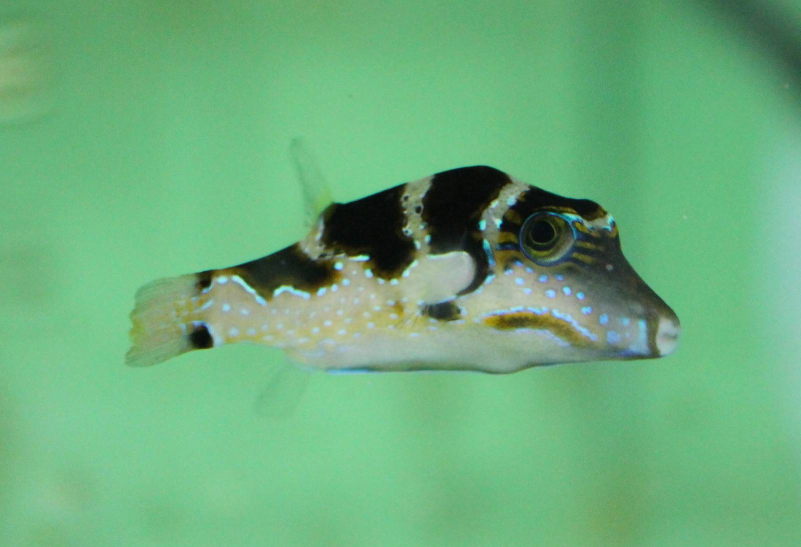 Canthigaster valentini