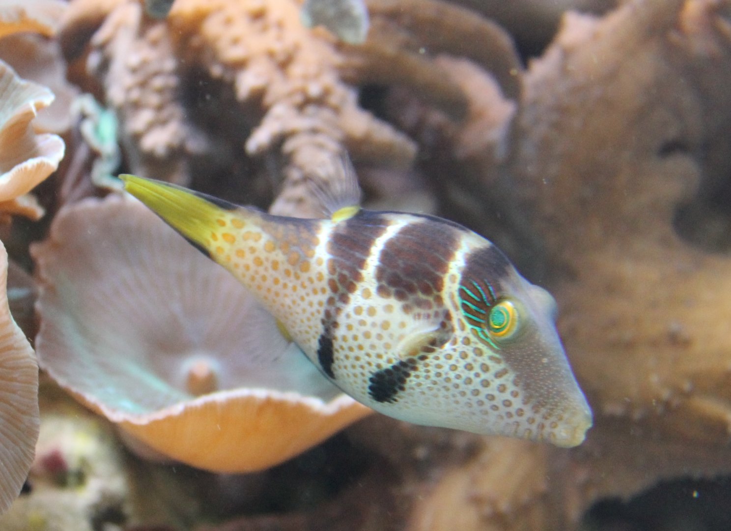 Canthigaster valentini