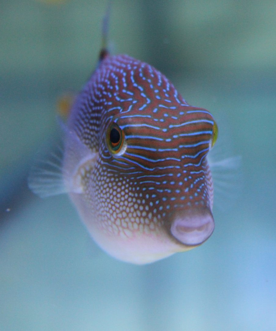 Canthigaster valentini
