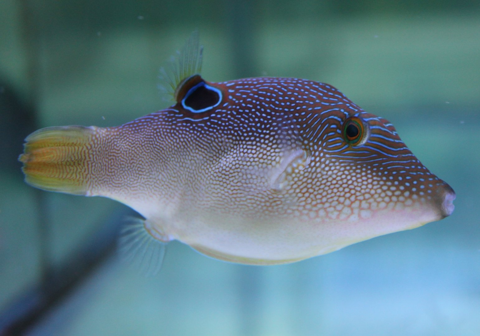 Canthigaster valentini