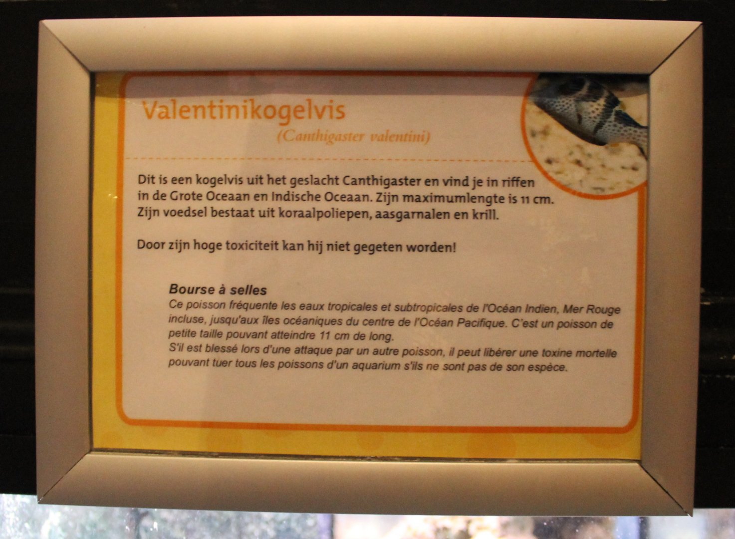 Canthigaster valentini