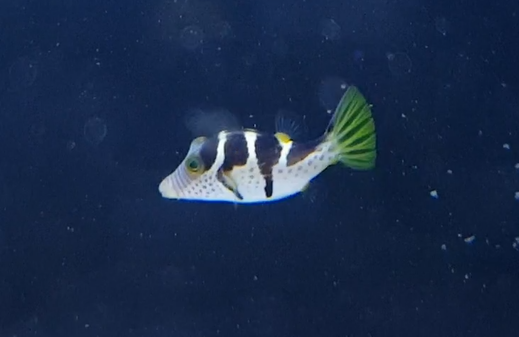 Canthigaster valentini