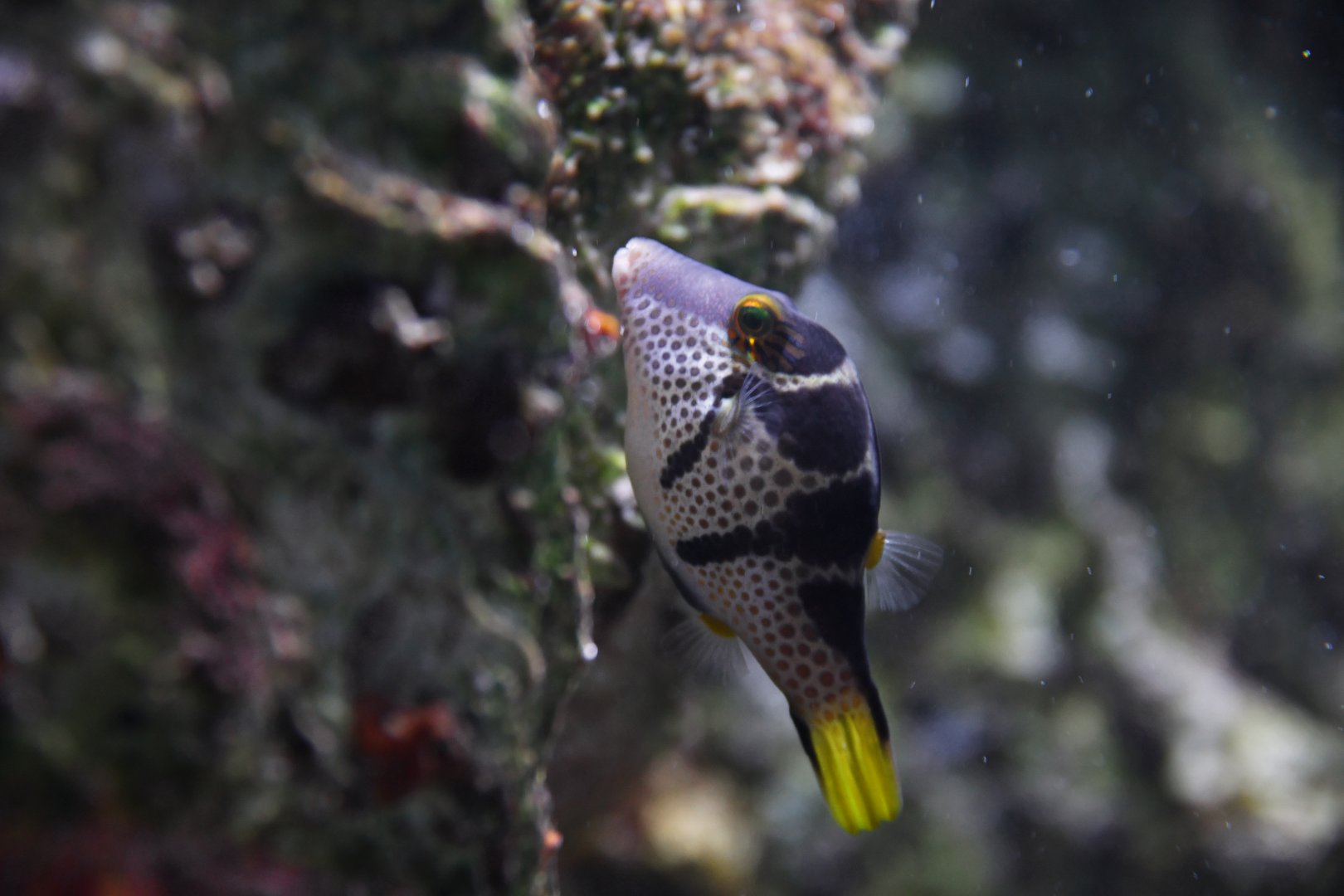 Canthigaster valentini