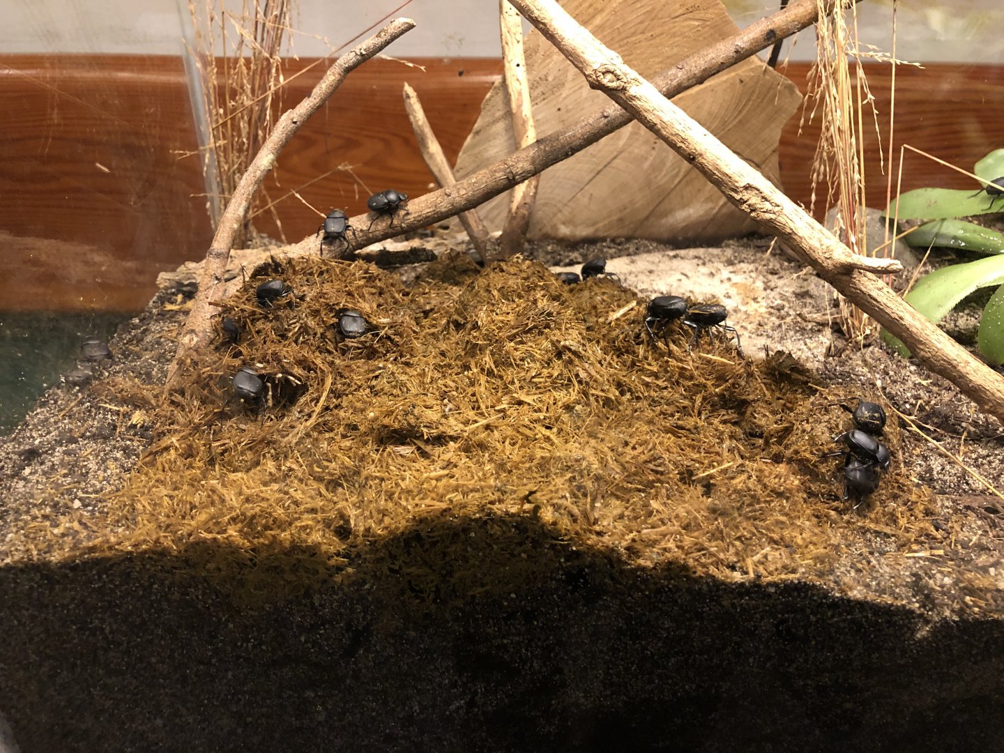 Canthon imitator crap beetle