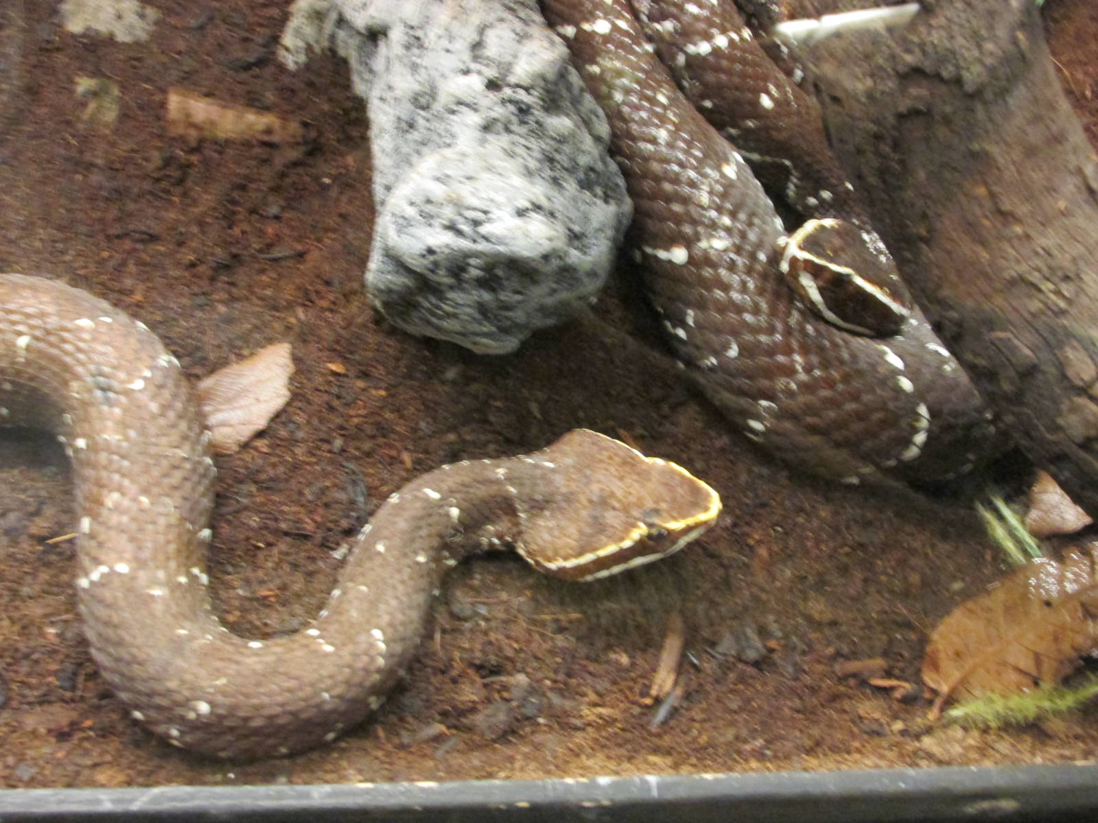 cantil  agkistrodon bilineatus san juan de aragon zoo