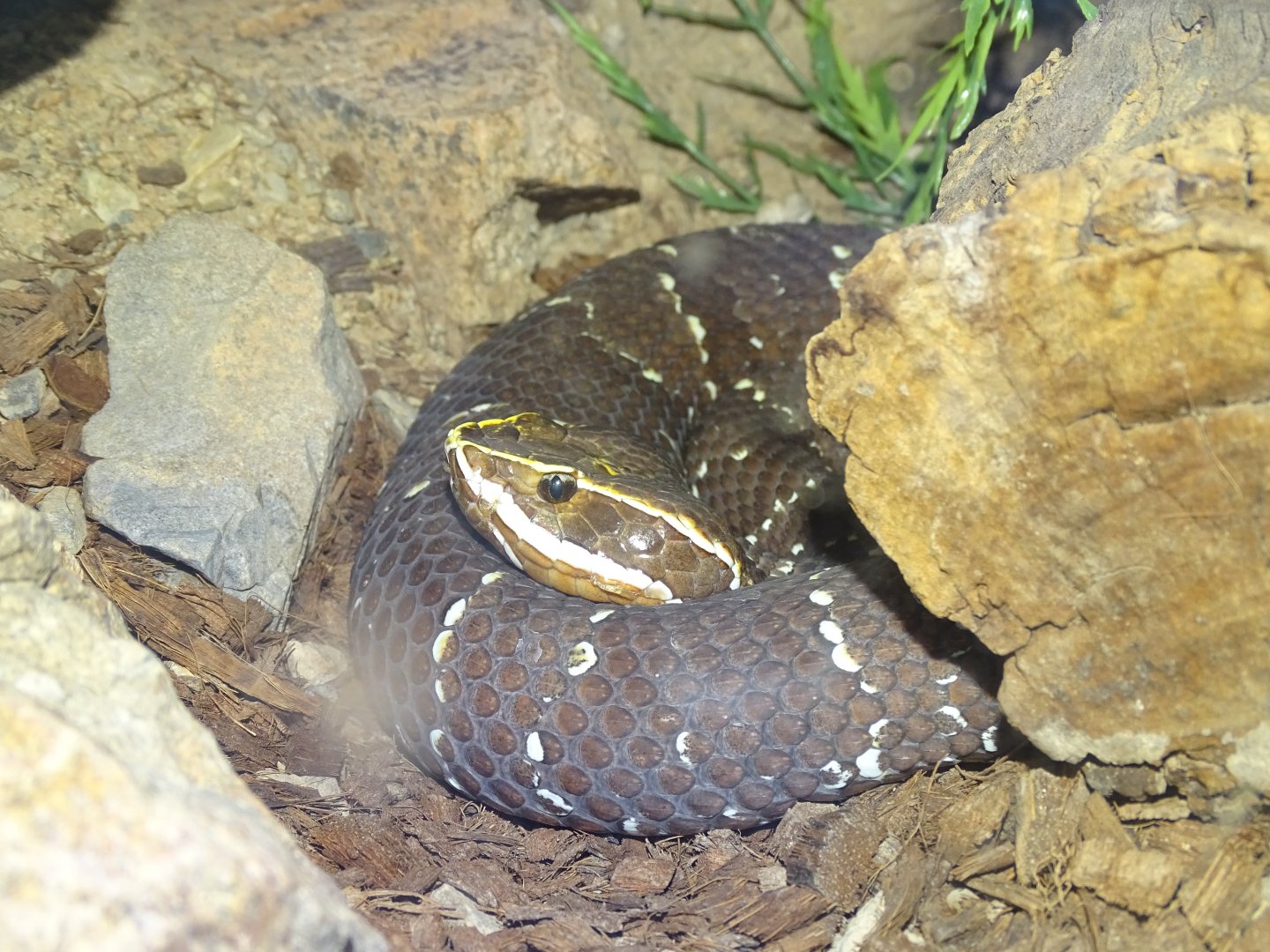 Cantil (Agkistrodon bilineatus)