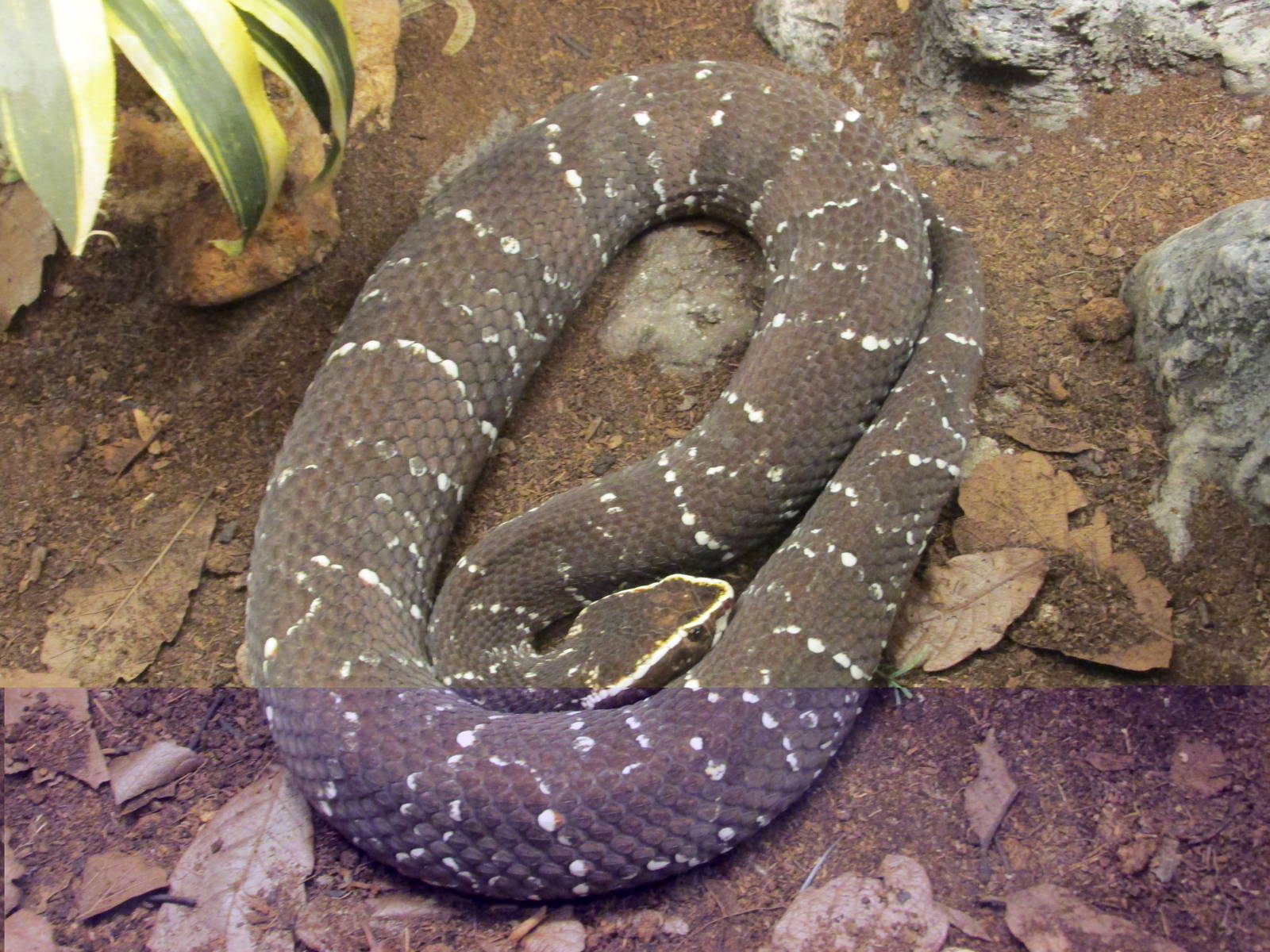cantil san juan aragon zoo