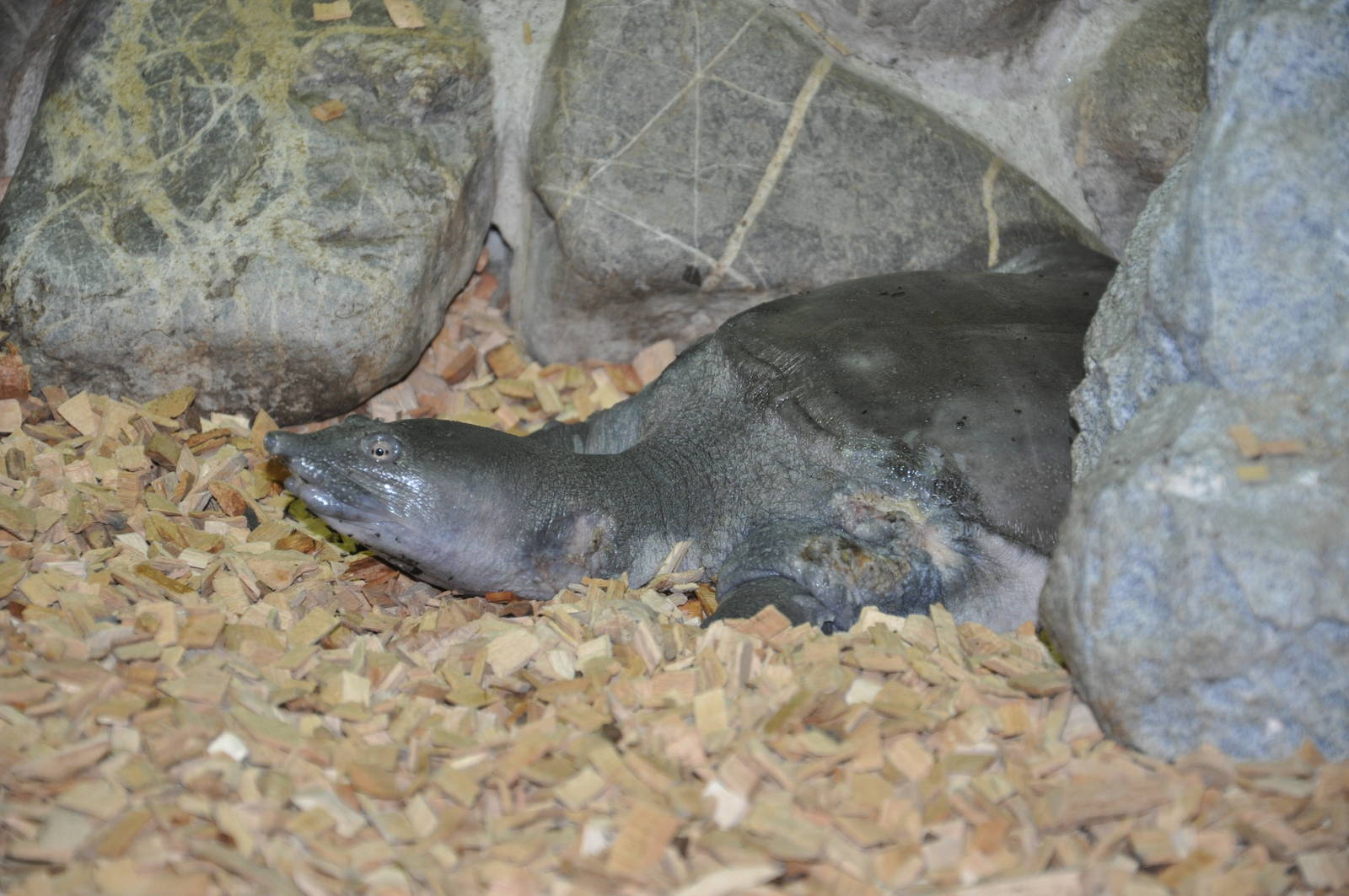 Cantor`s giant softshelled turtle/ Pelochelys cantorii