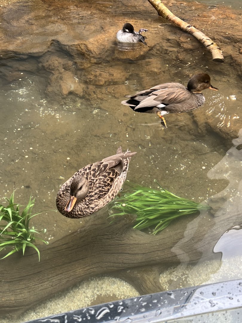 Canvasback and Redhead