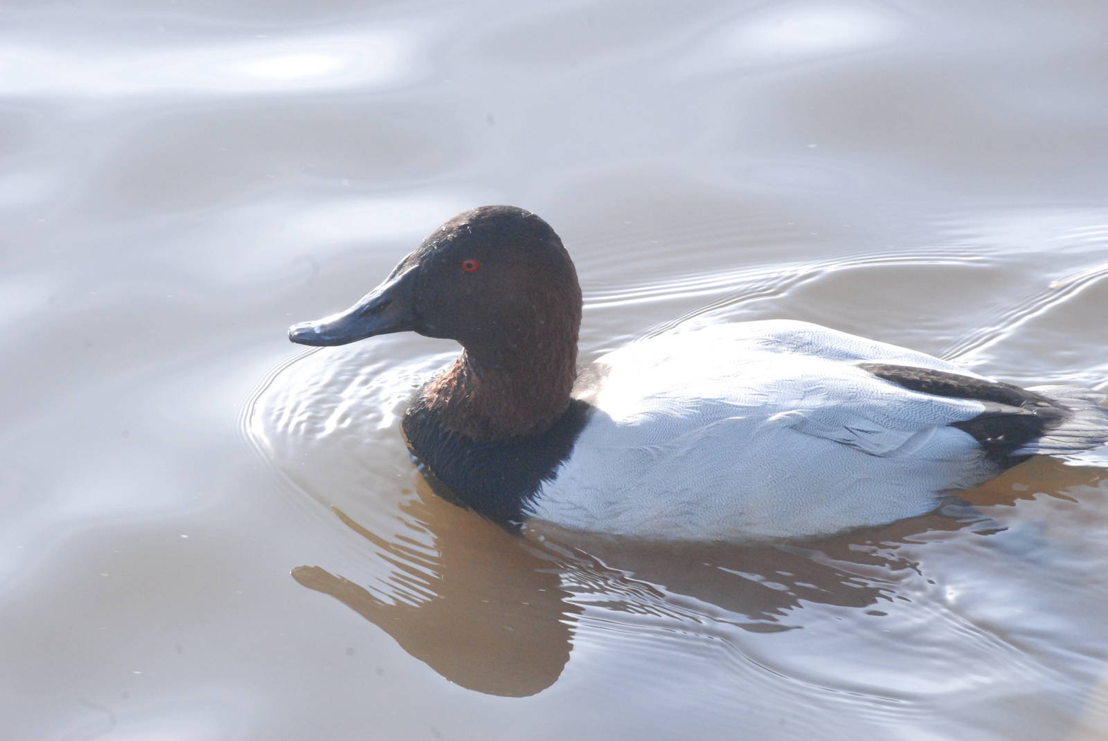 Canvasback at Blackbrook, 28/10/11