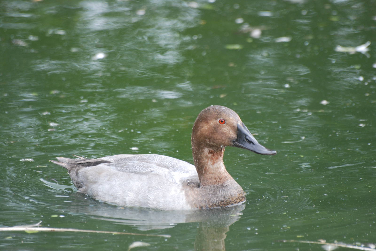 Canvasback at Llanelli WWT, 31/07/11