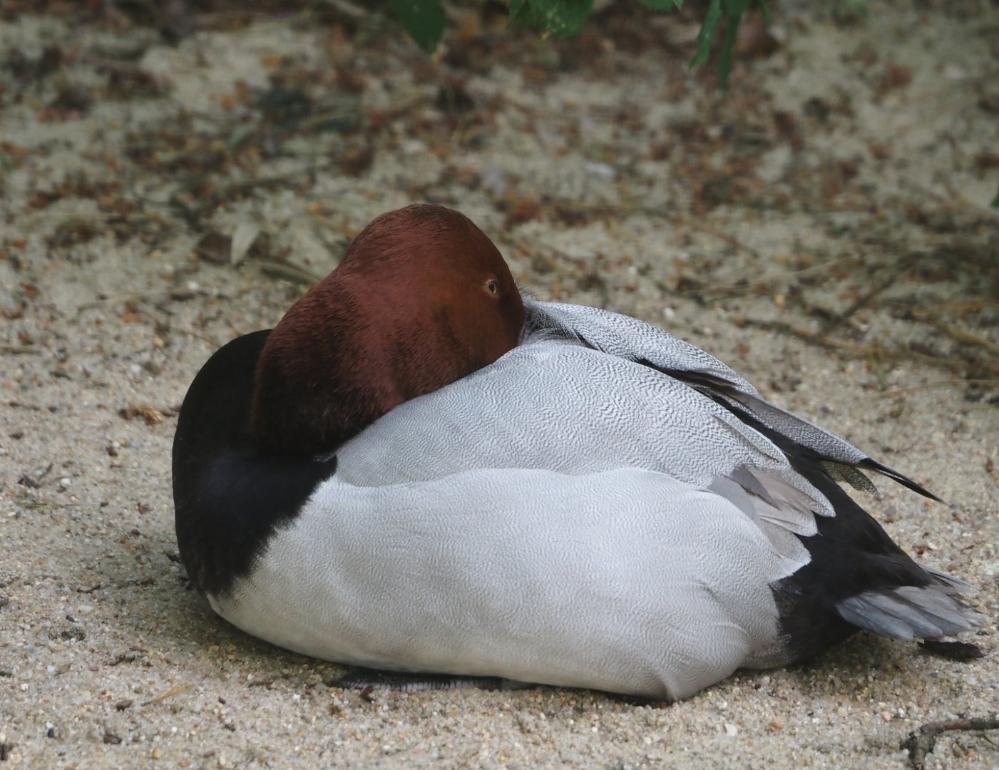 Canvasback (Aythya valisineria), 2024-05-21