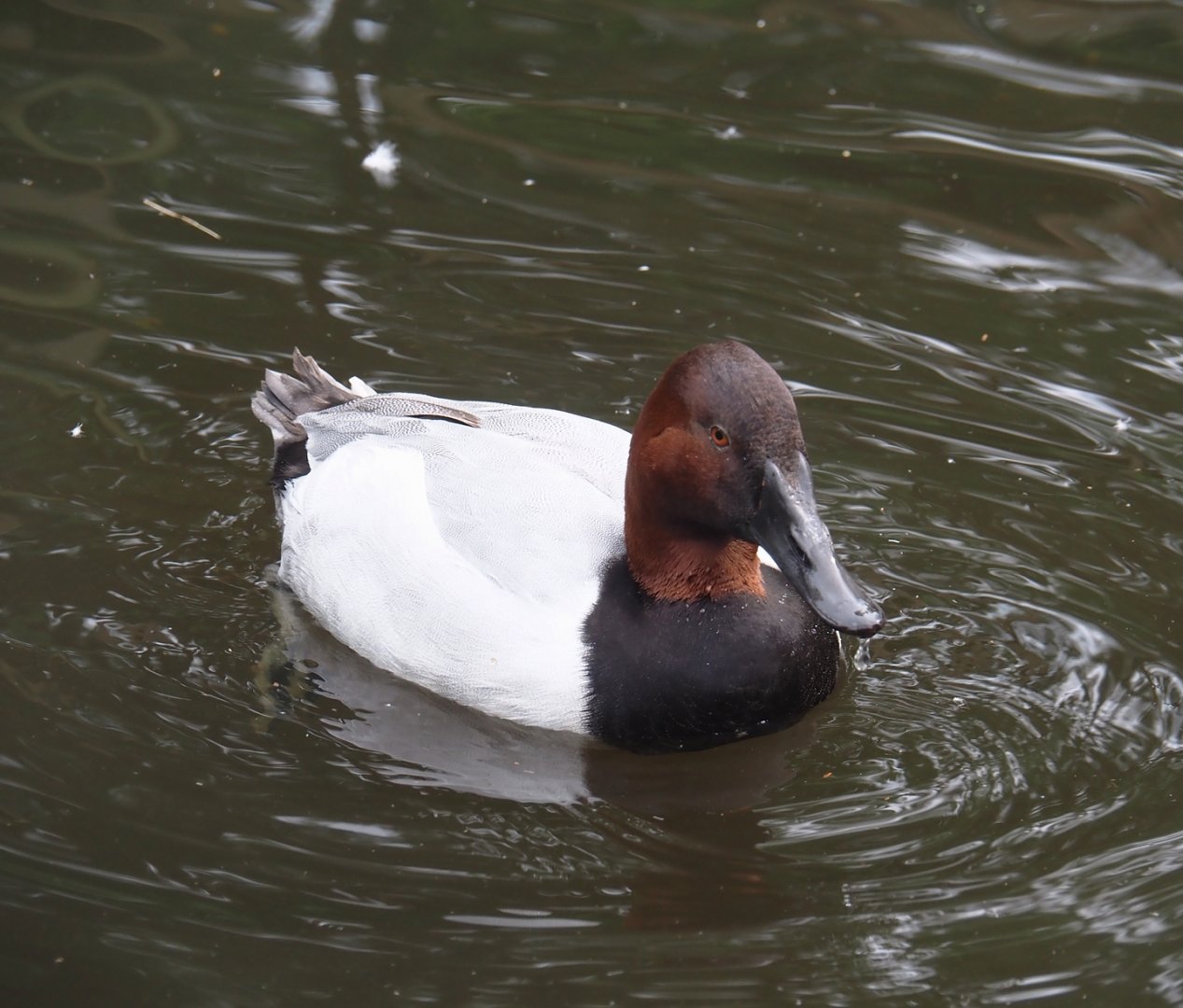 Canvasback (Aythya valisineria), 2024-05-21
