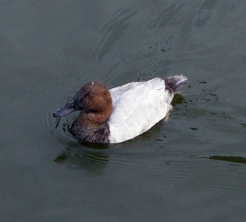 Canvasback (Aythya valisineria)