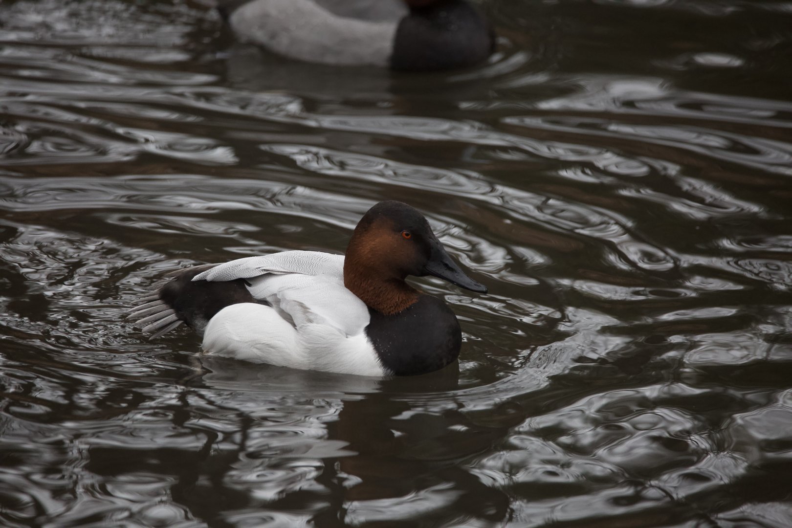 Canvasback/ Aythya valisineria