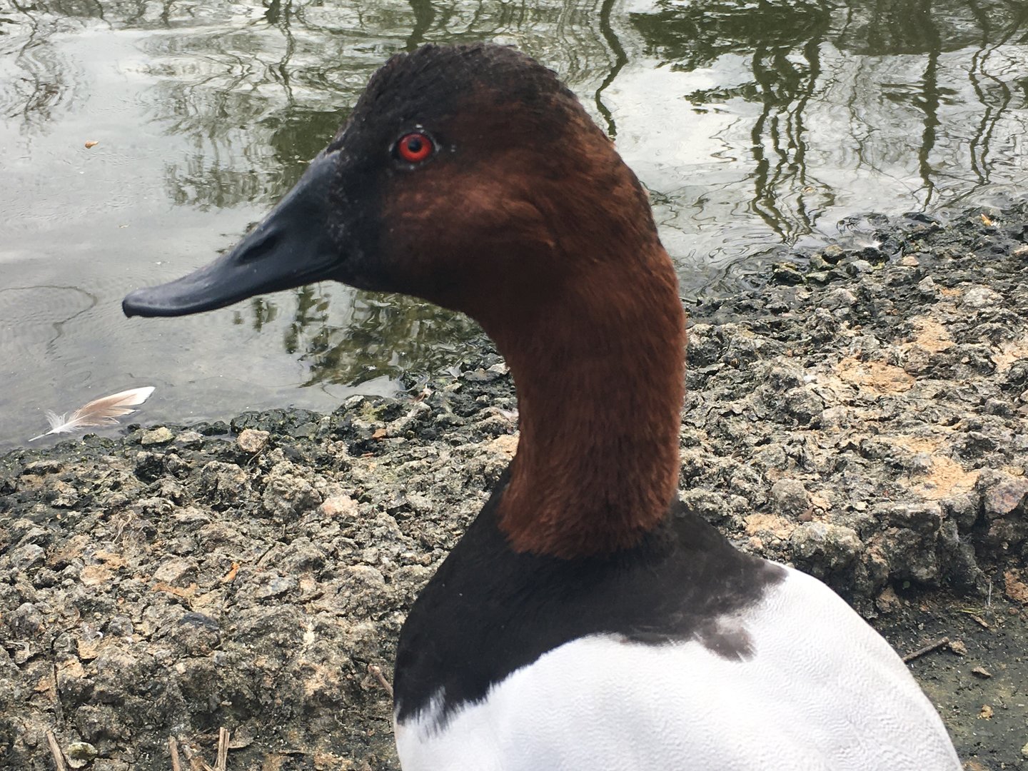 Canvasback (Aythya valisineria