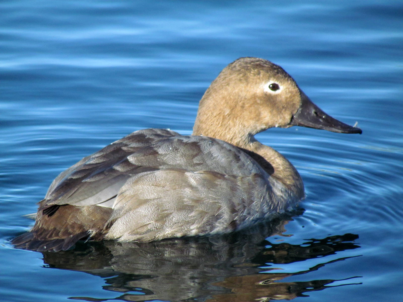 Canvasback - female