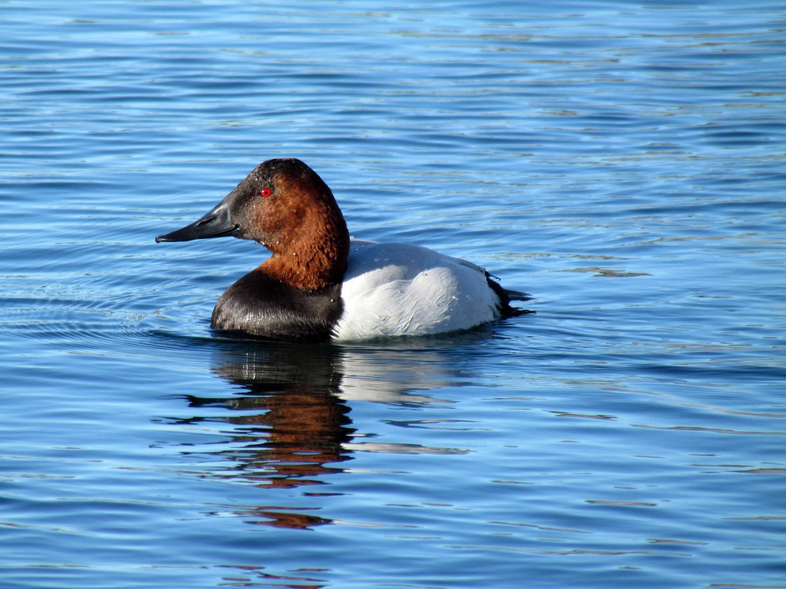 Canvasback - male
