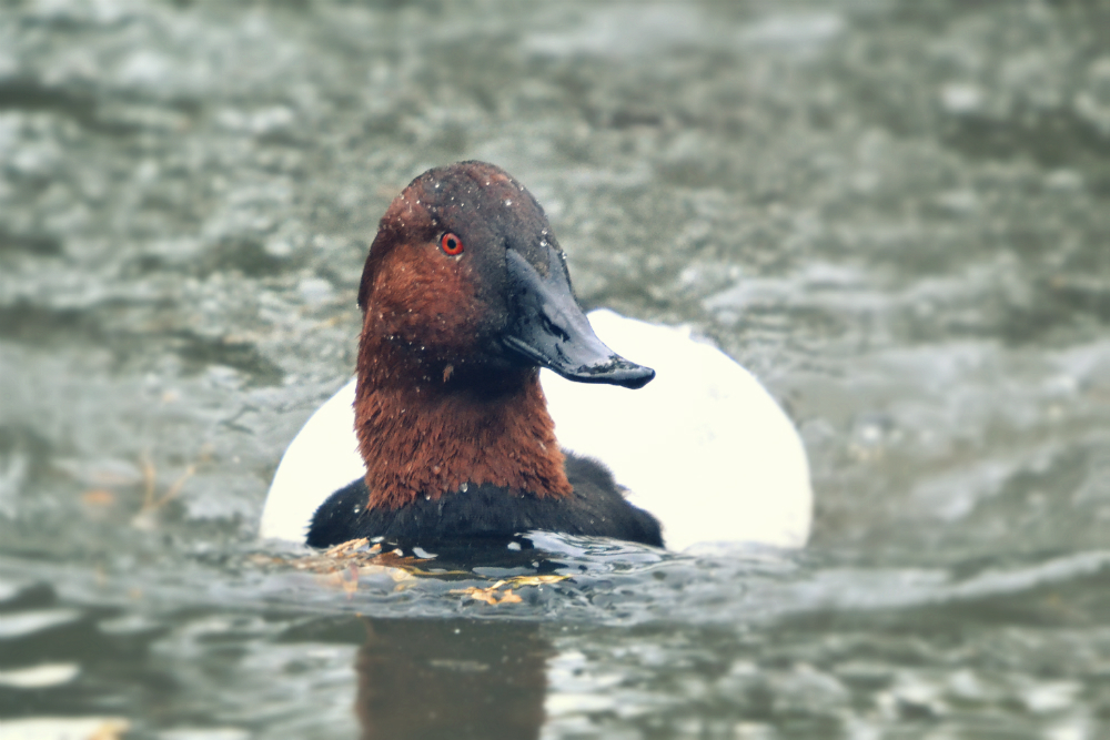 Canvasback