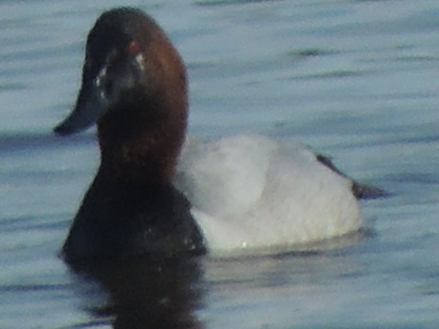 canvasback