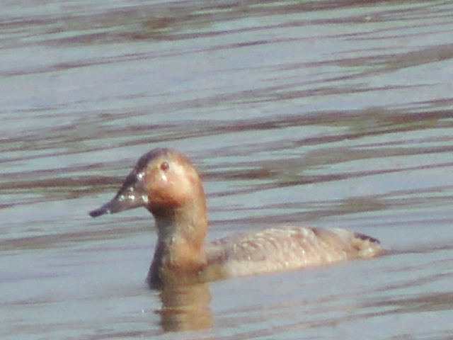 canvasback