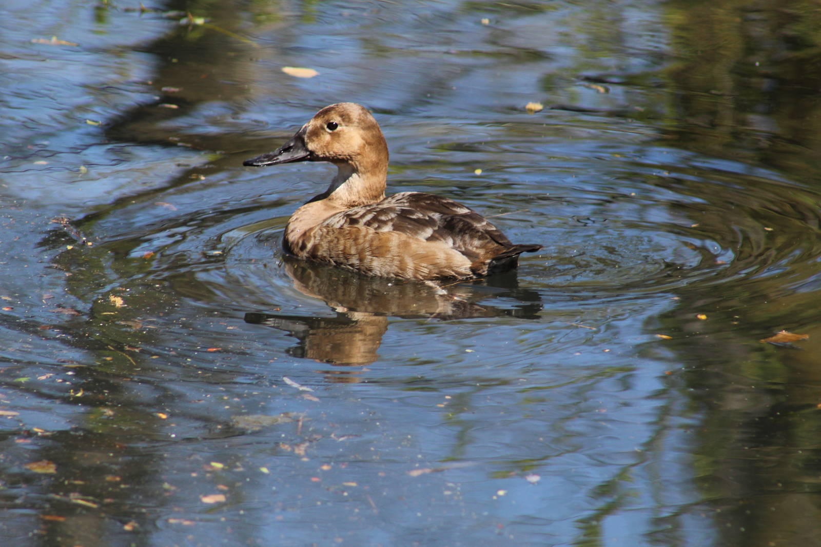 Canvasback