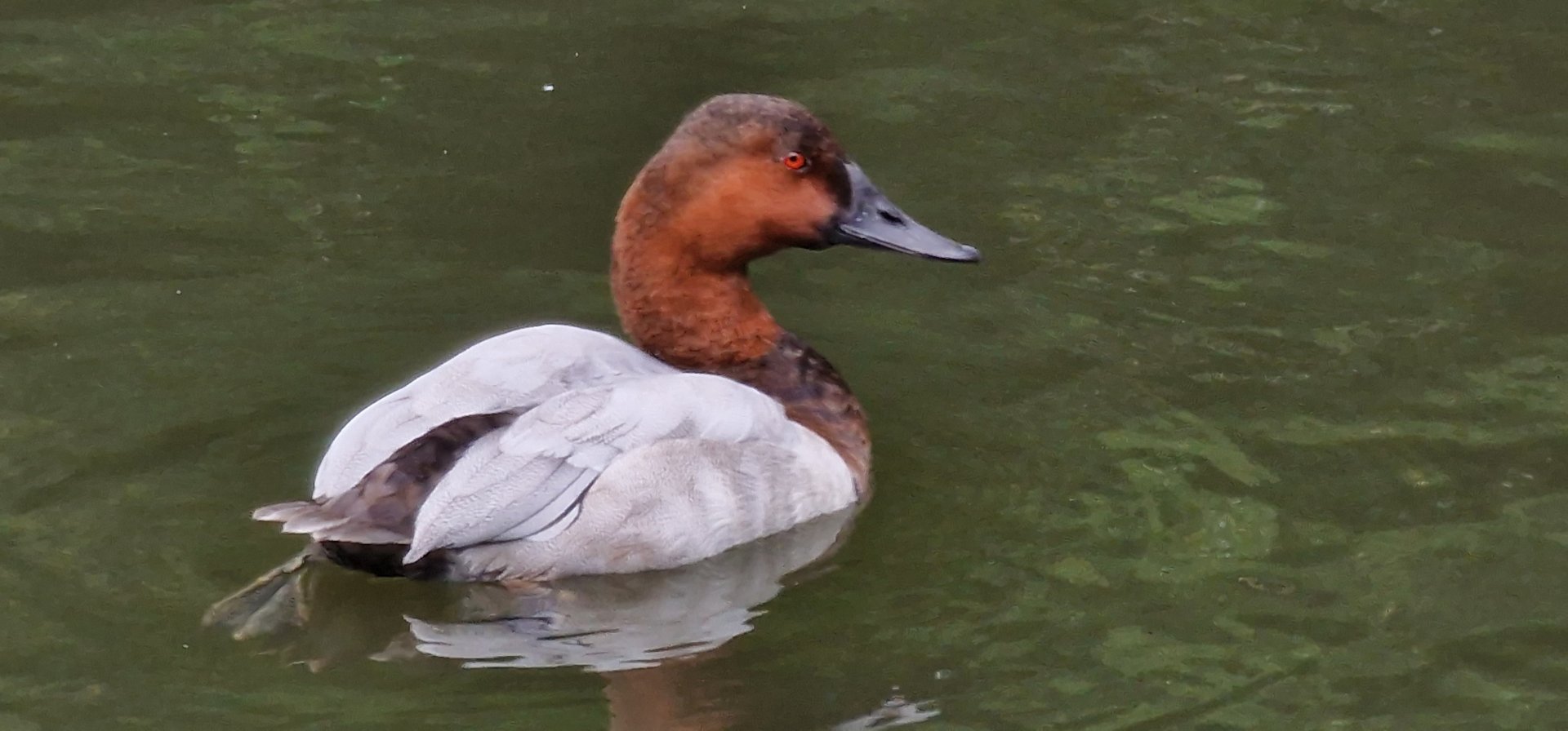Canvasback