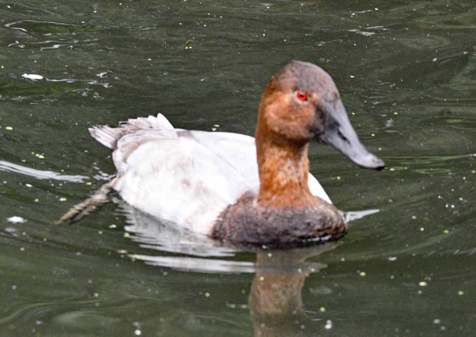 Canvasback