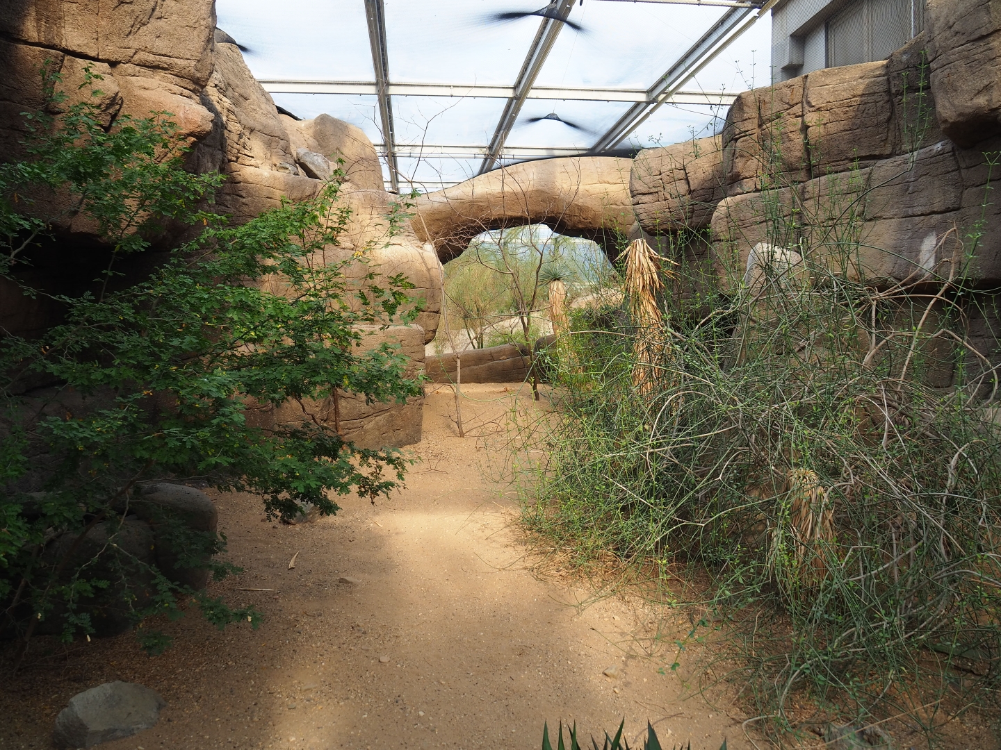 Canyon aviary (Sep 16th, 2018)