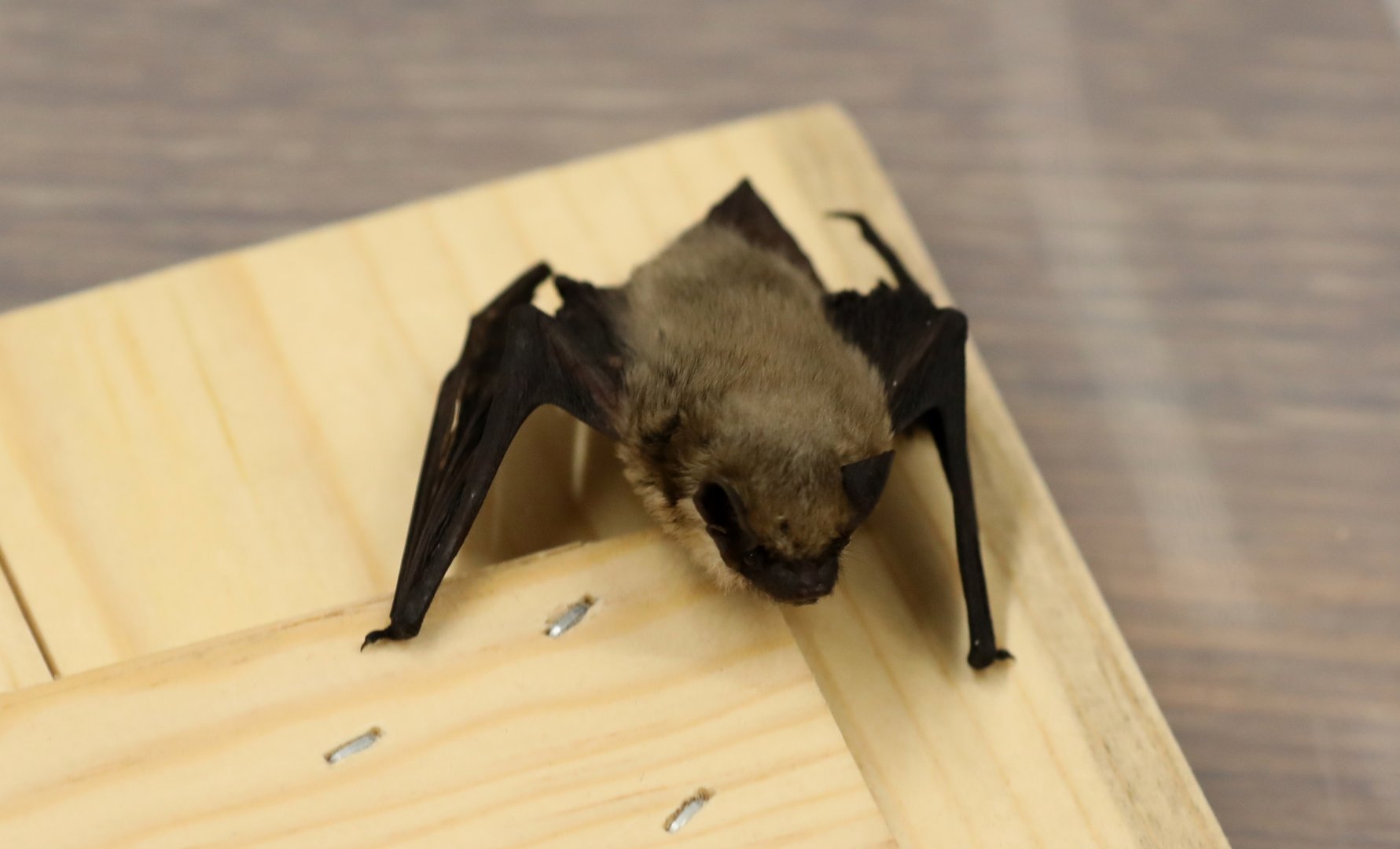 Canyon Bat (Parastrellus hesperus)