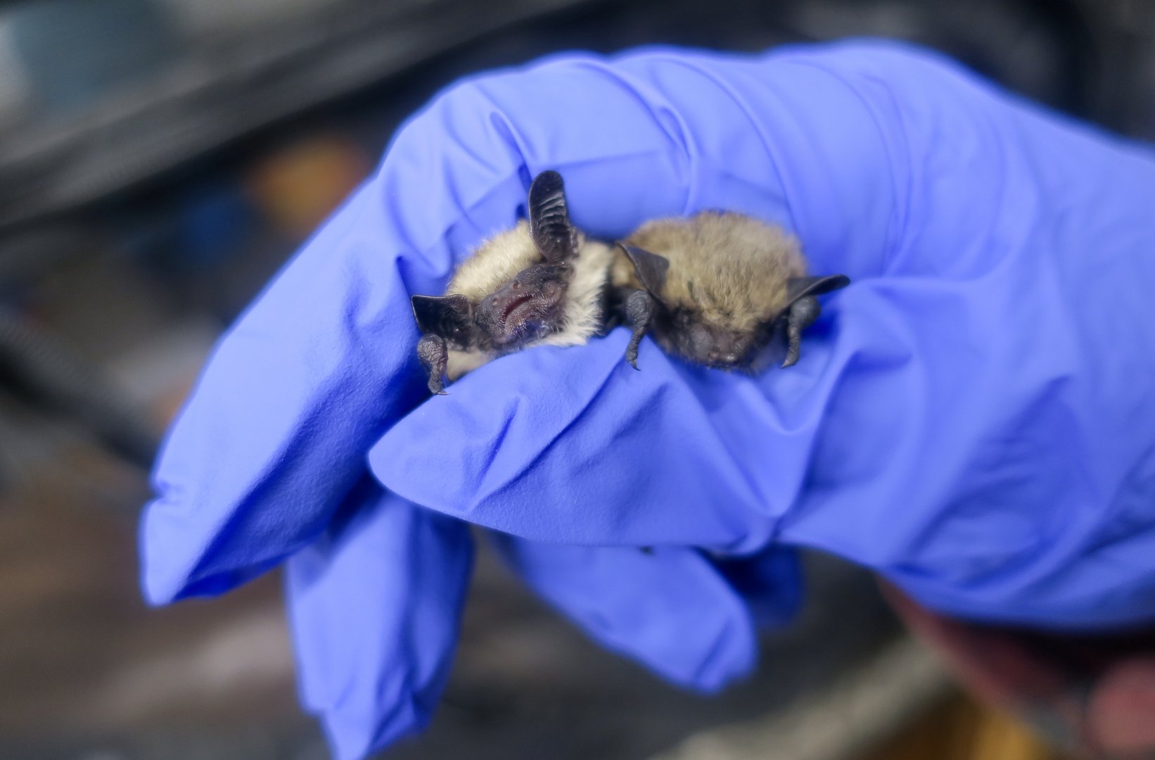 Canyon Bat (Parastrellus hesperus)