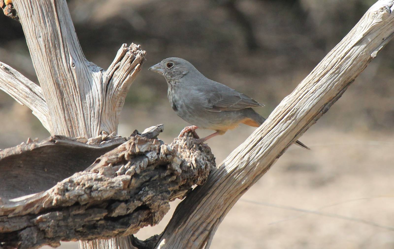 Canyon Towhee