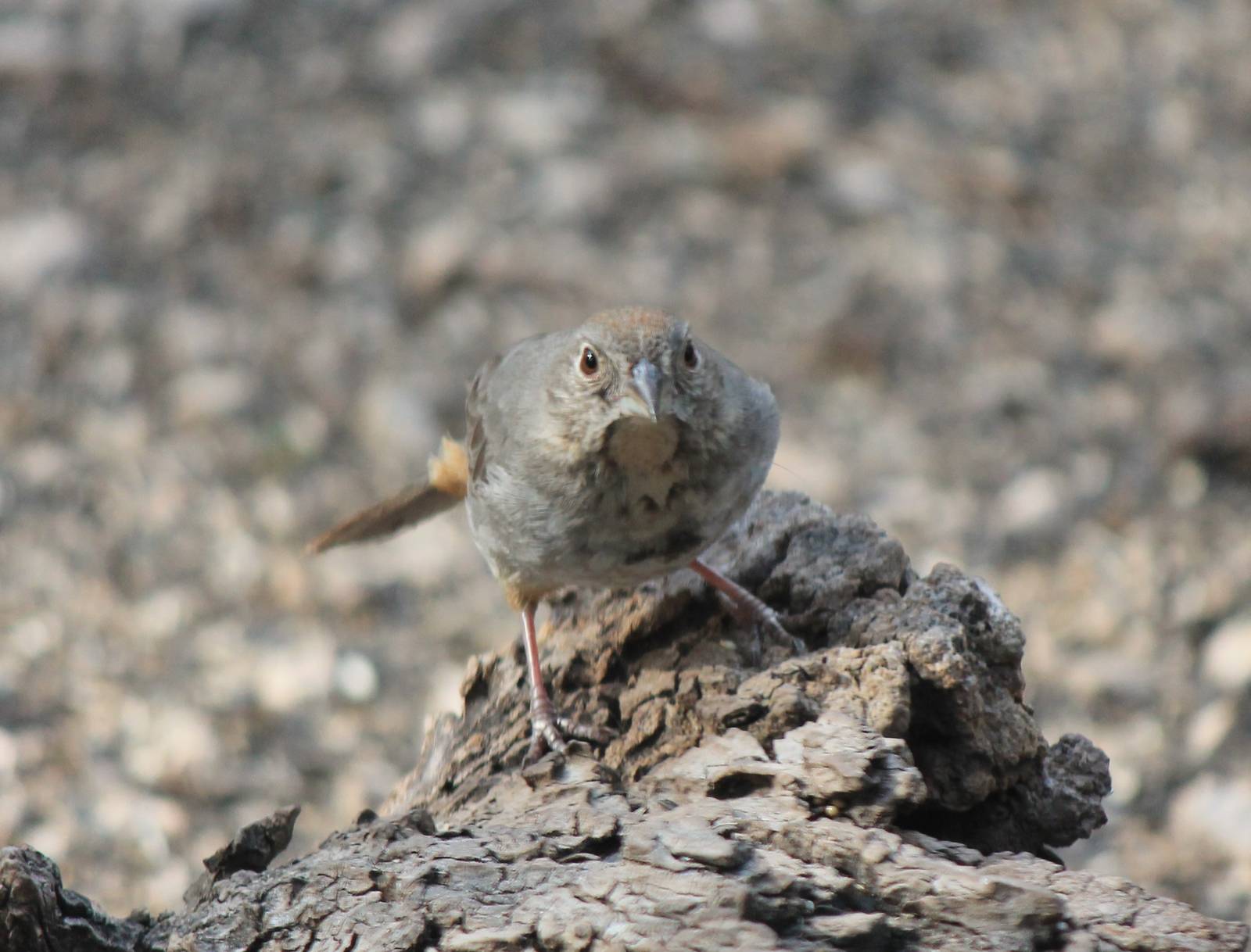 Canyon Towhee