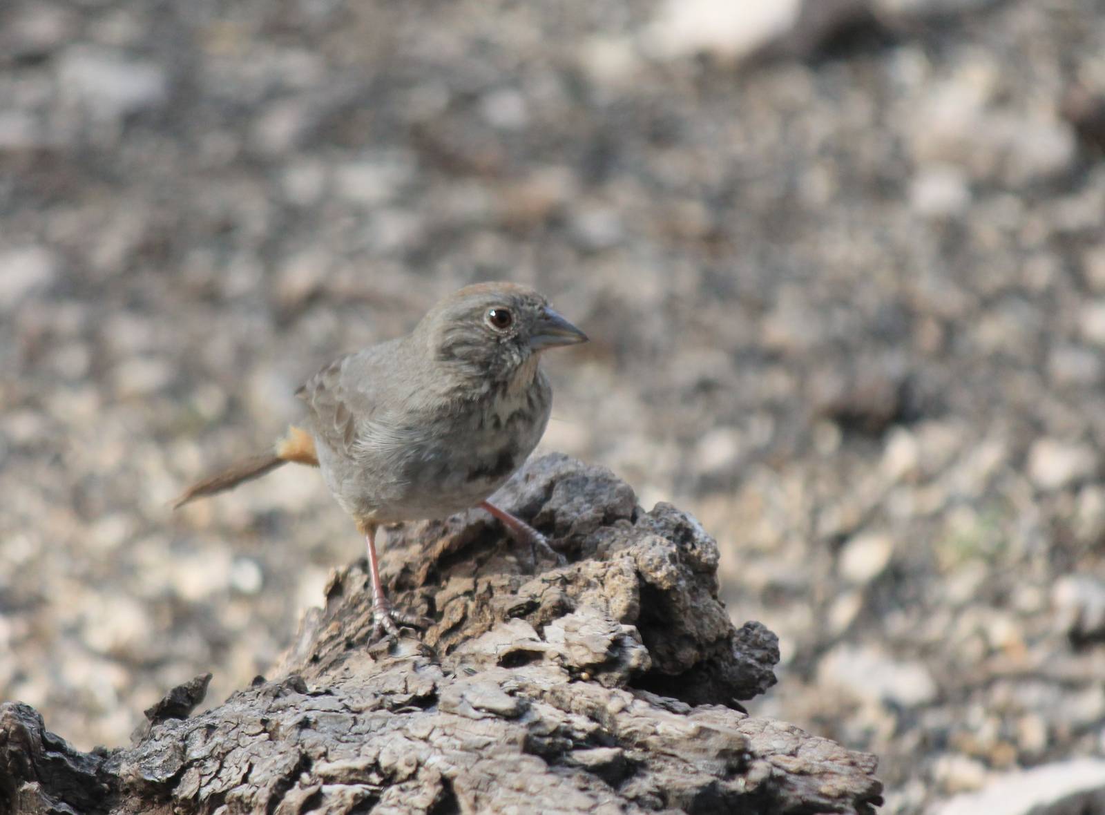 Canyon Towhee