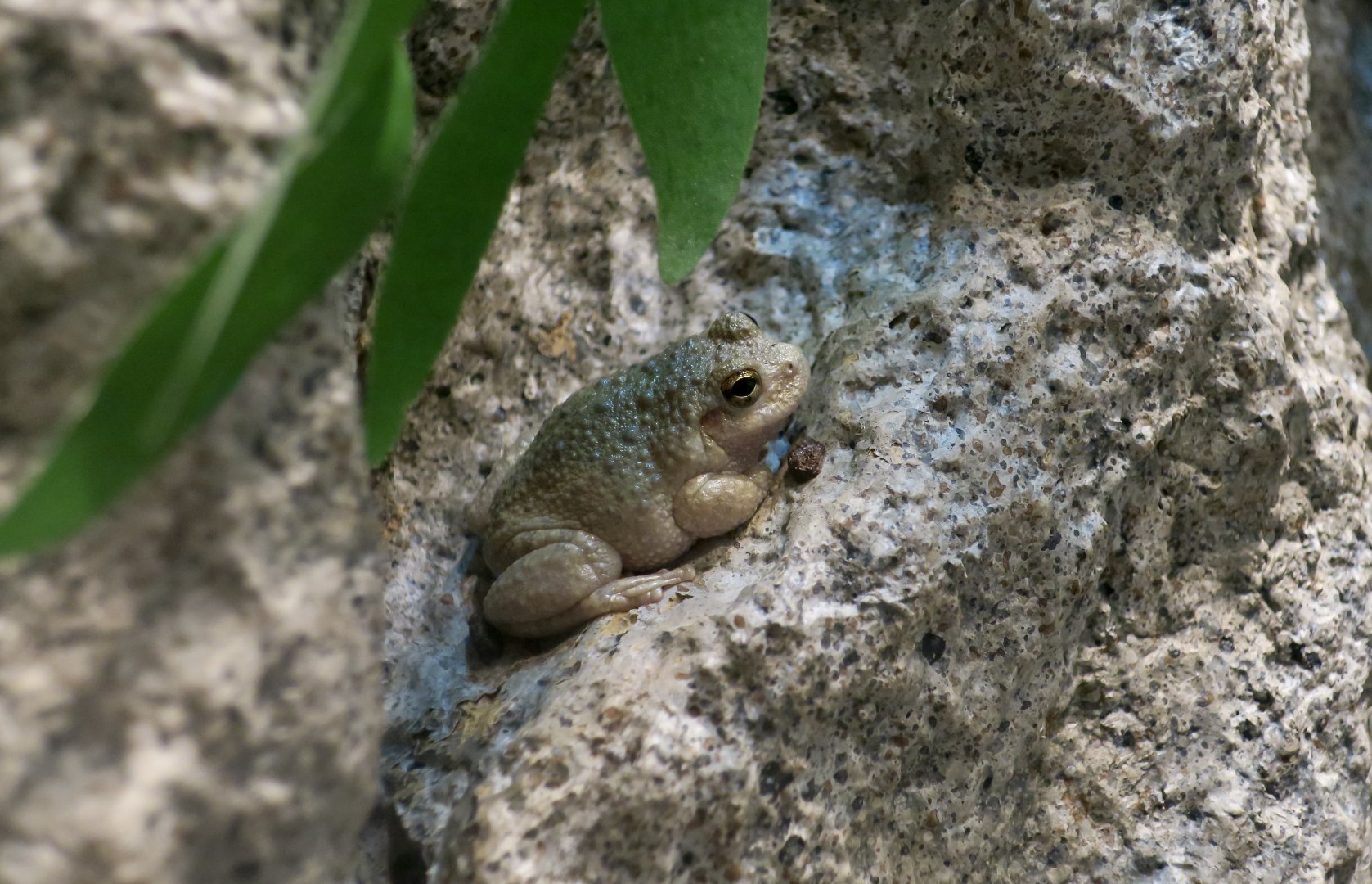 Canyon Tree Frog (Dryophytes arenicolor)