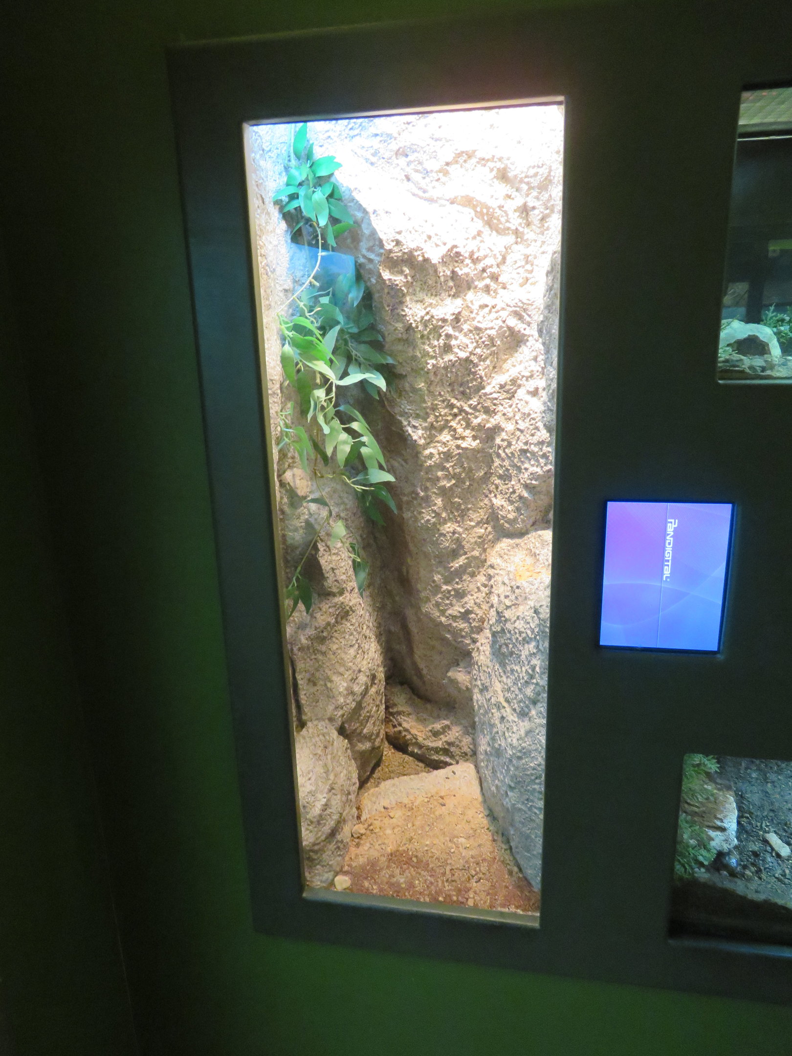 Canyon Tree Frog Exhibit