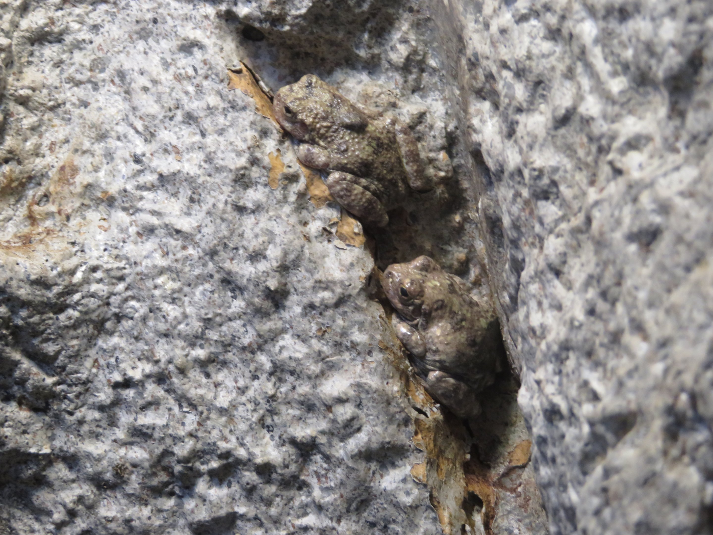 Canyon Tree Frogs