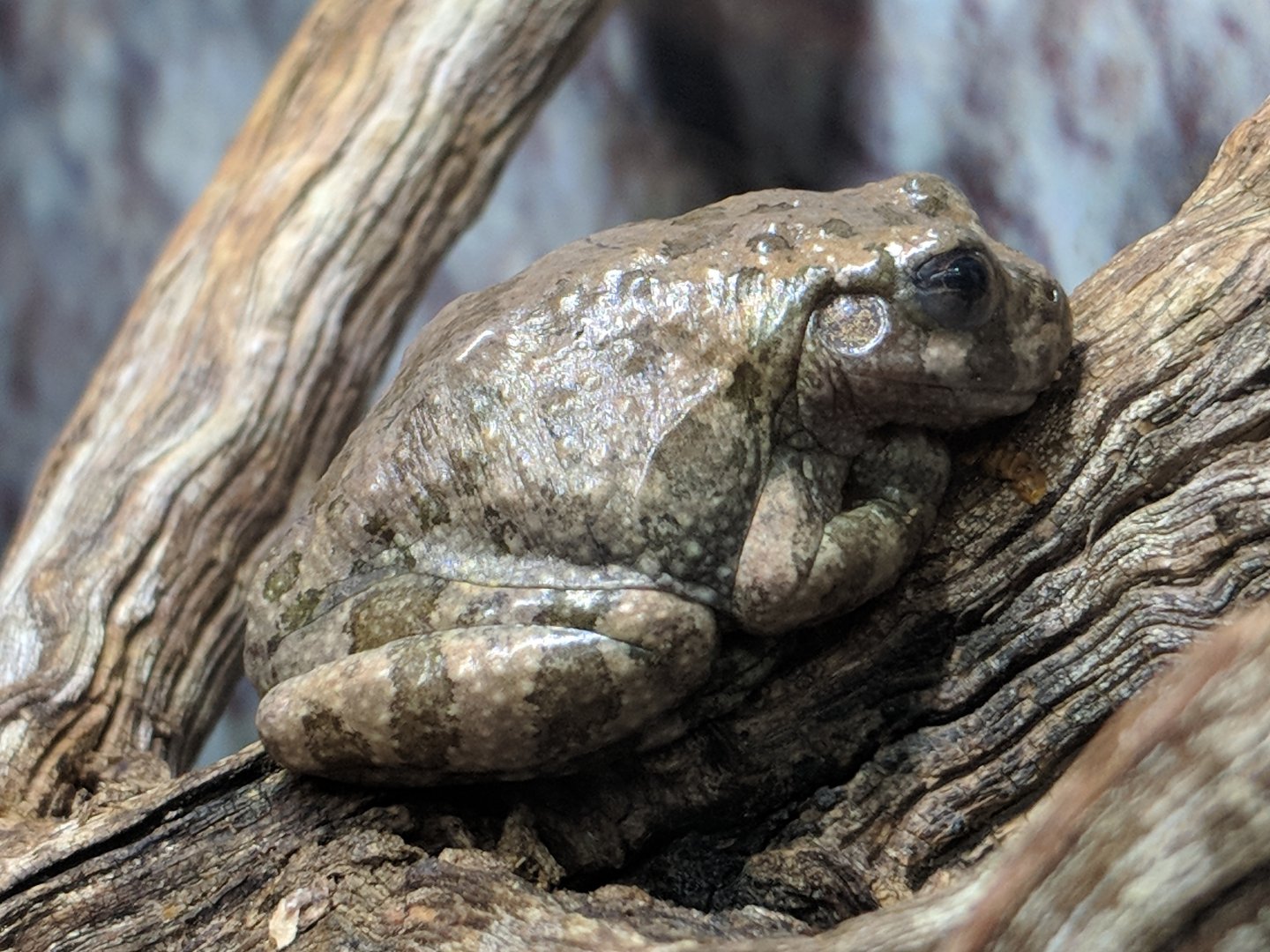 Canyon treefrog (Hyla arenicolor)