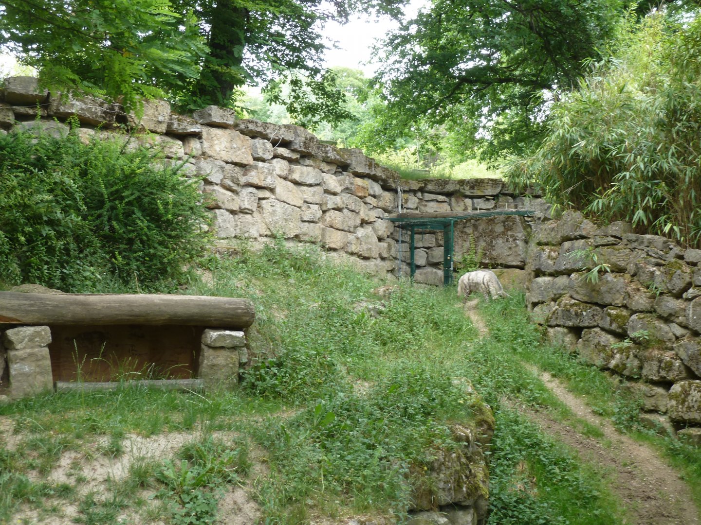 Canyon walk - Enclosure for striped hyena