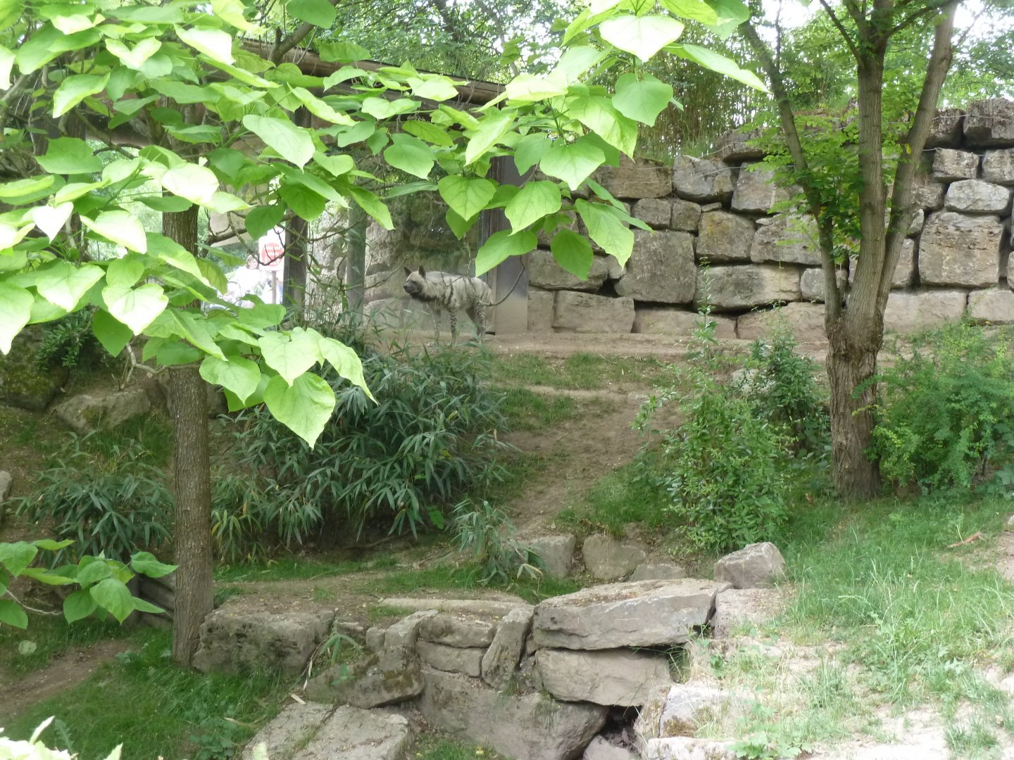 Canyon walk - Striped hyena - Hyaena hyaena