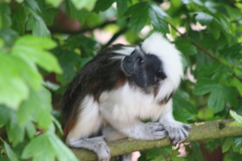 Capa monkey 19 May 2010