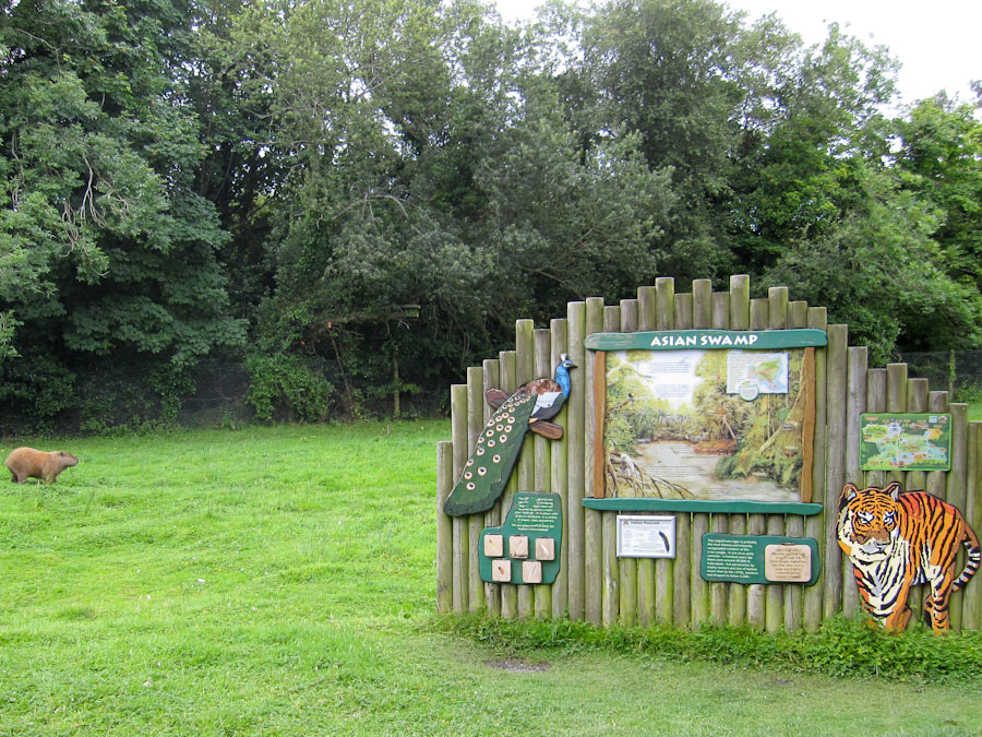 Capaybara thinking of emigrating...