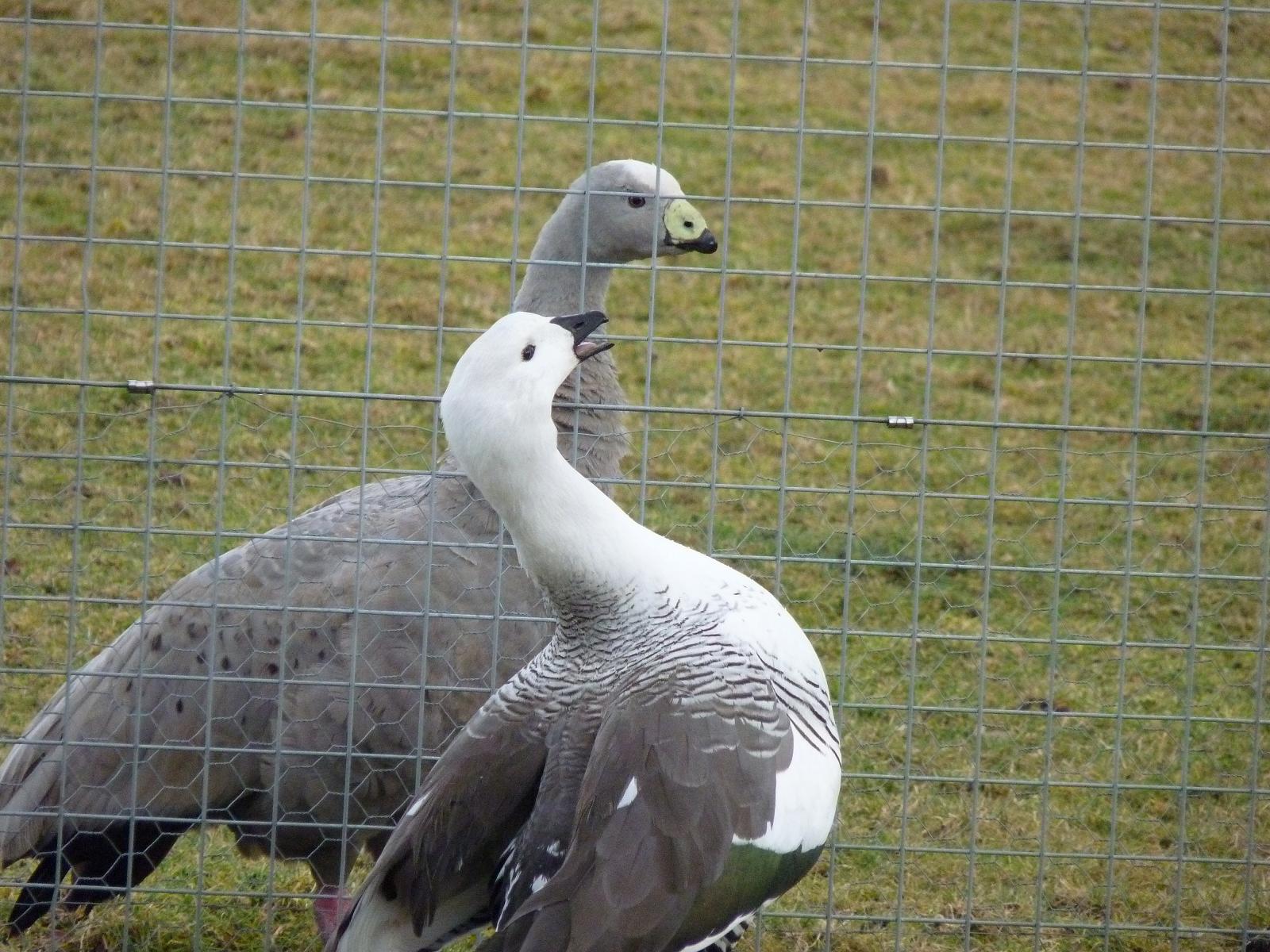 Cape Barren and Megellan Geese
