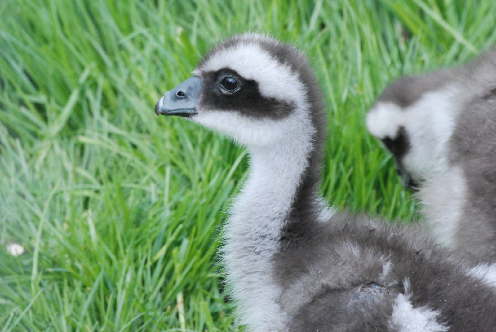 Cape Barren/Cereopsis Goose Gosling at Blackbrook 29/04/11