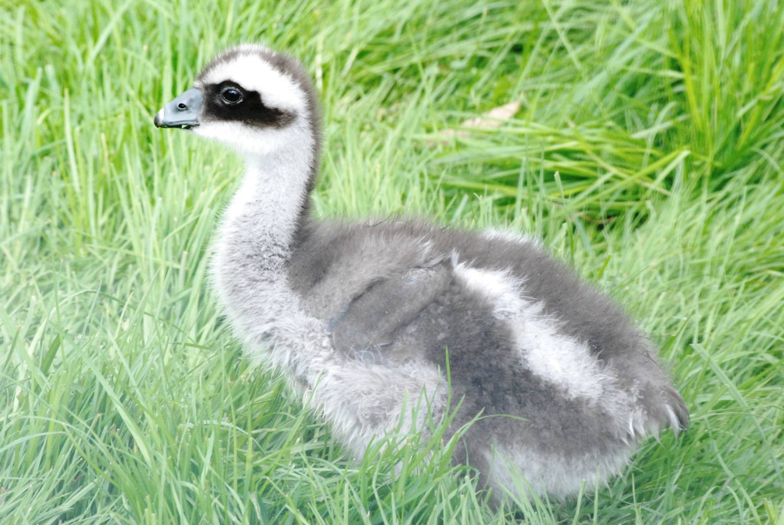 Cape Barren/Cereopsis Goose Gosling at Blackbrook 29/04/11
