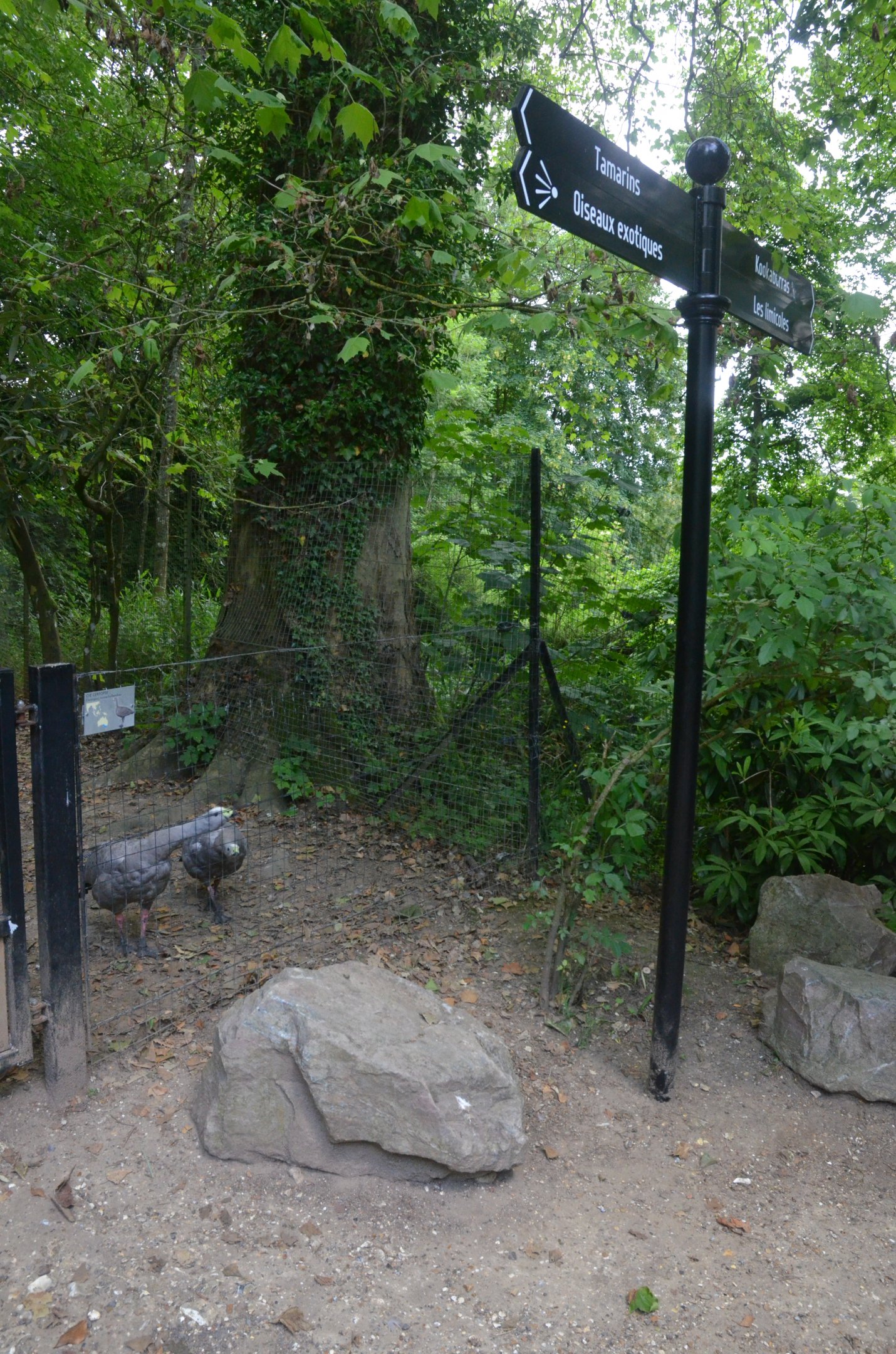 Cape Barren Geese and Directional Signage at Clères, 16/06/18