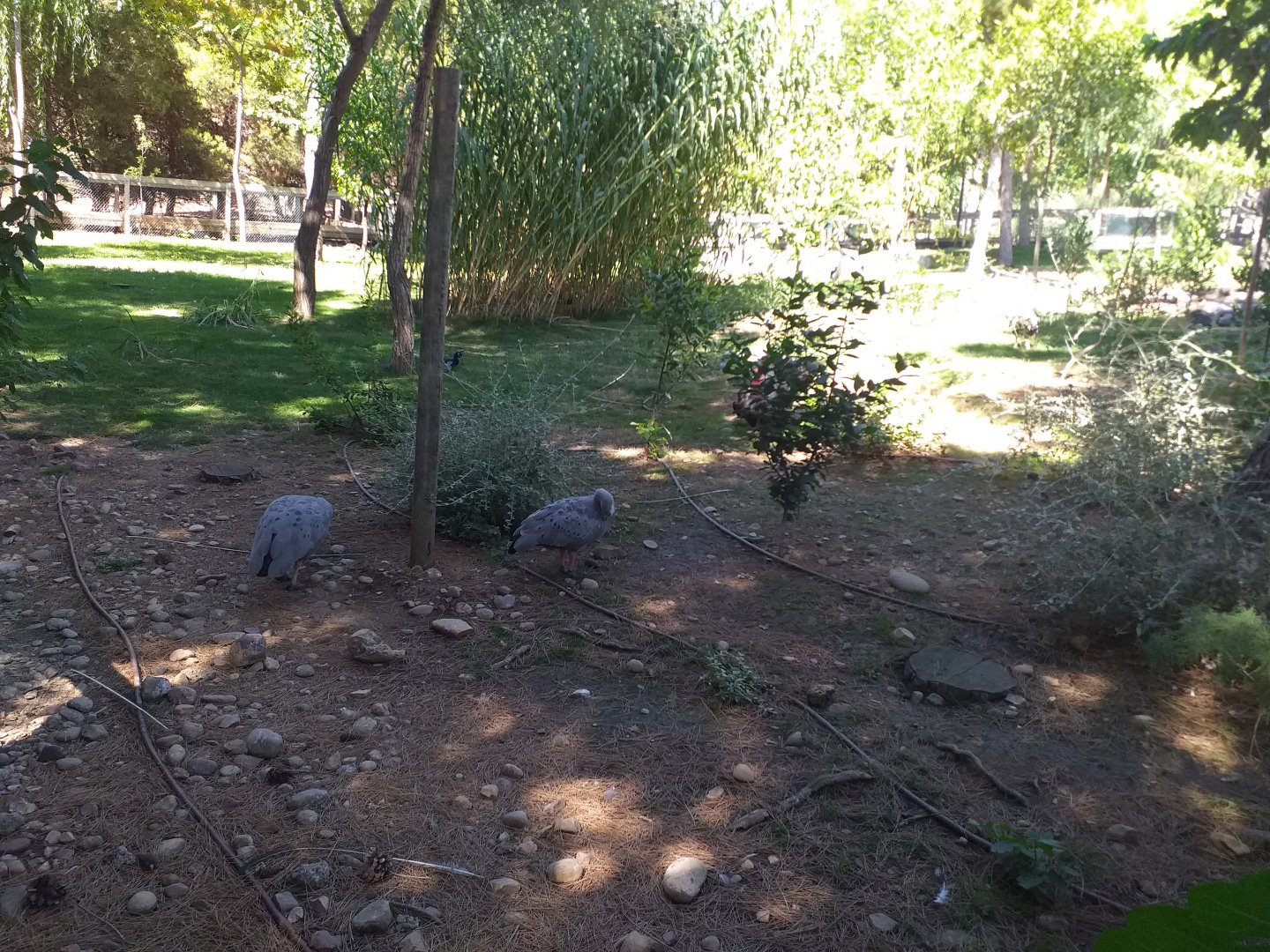 Cape barren geese, Bronze turkey and Black swan exhibit -Sendaviva (2020)