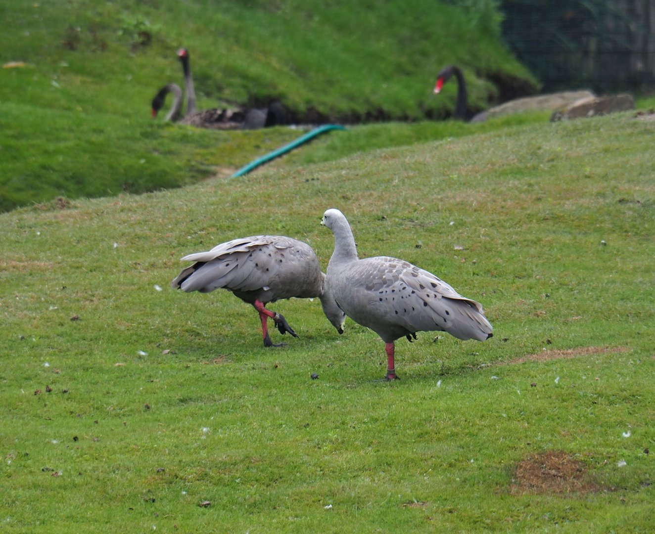 Cape Barren geese (Cereopsis novaehollandiae), 2019-08-11