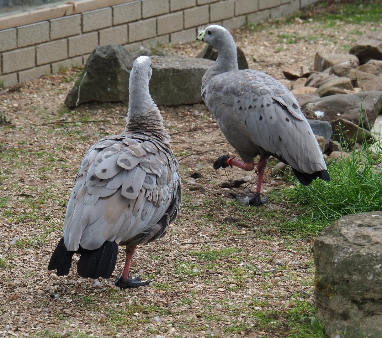 Cape Barren geese (Cereopsis novaehollandiae novaehollandiae), 2019-05-25