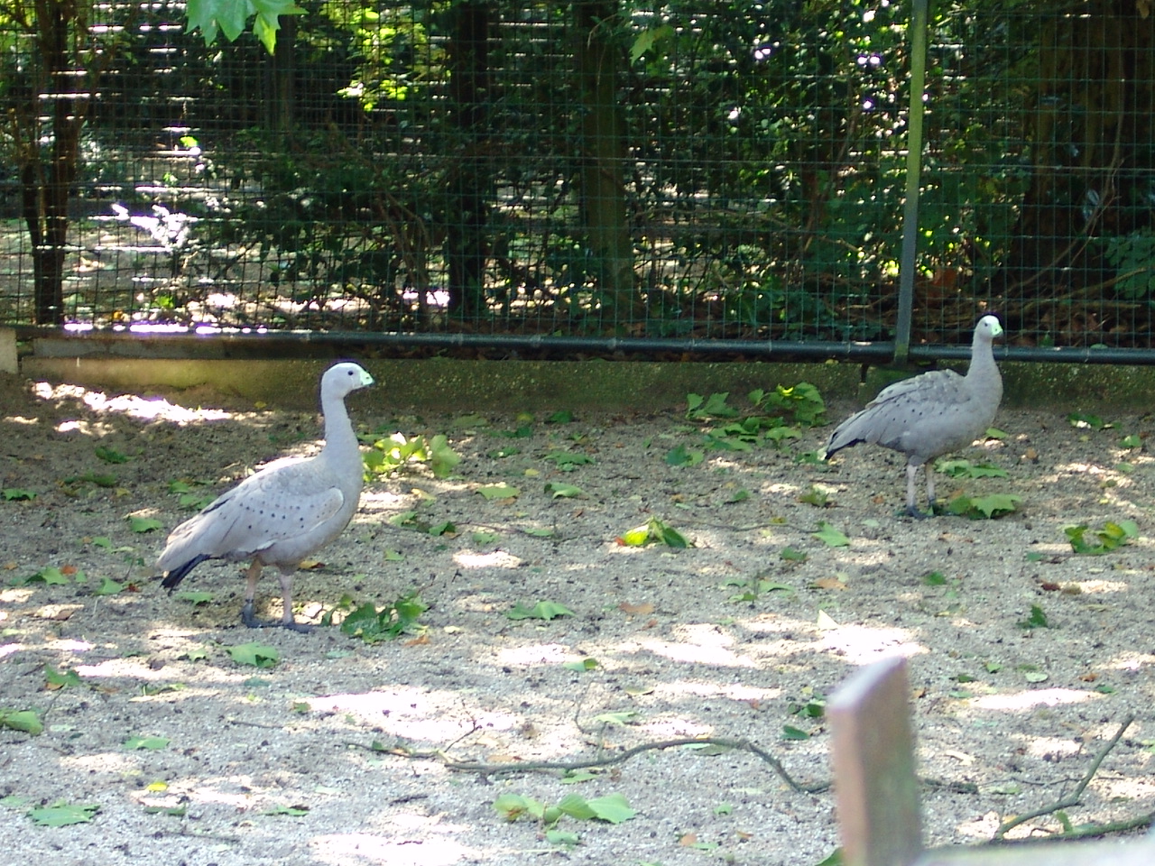 Cape Barren Geese (Cereopsis novaehollandiae)